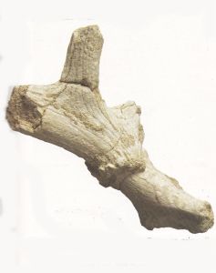 Fossil remains of fauna