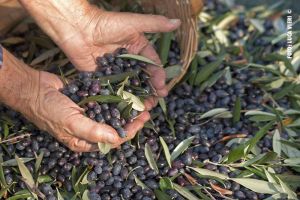 Les olives de Taggiasca