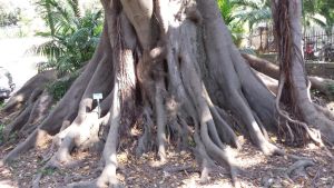 A giant Ficus from the park